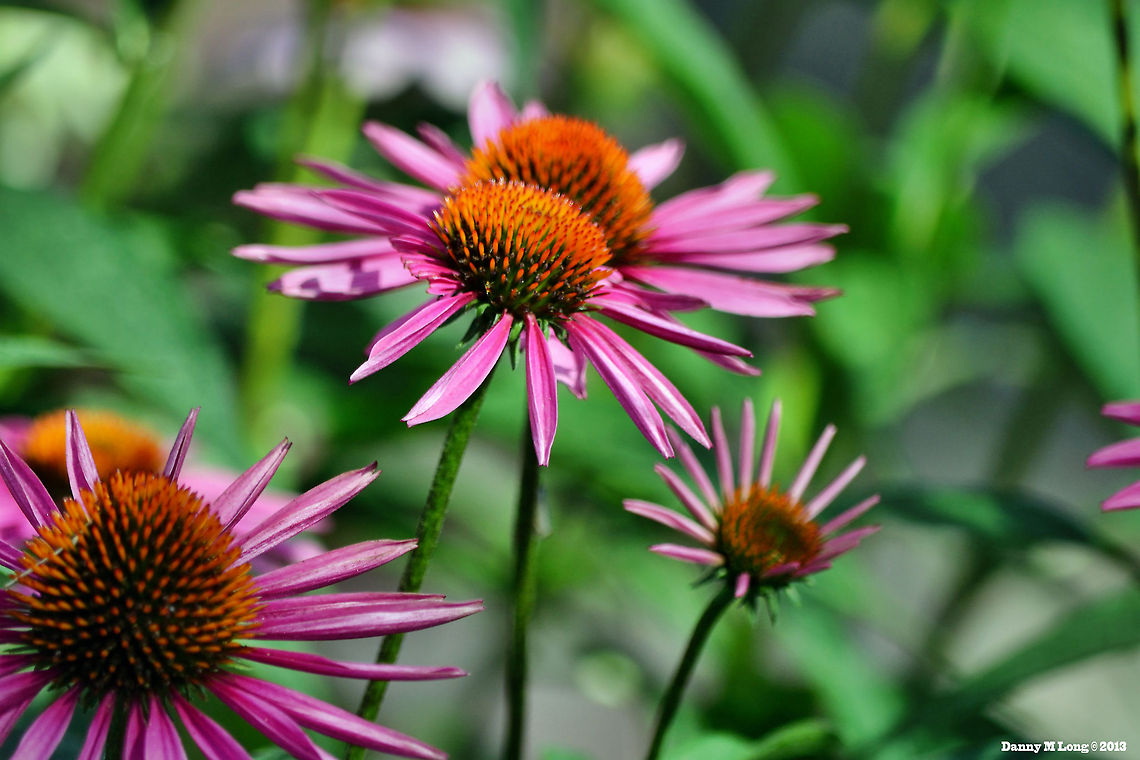 Purple cone Flower (Echinacea purpurea)  Echinacea purpurea,Geotagged,United States