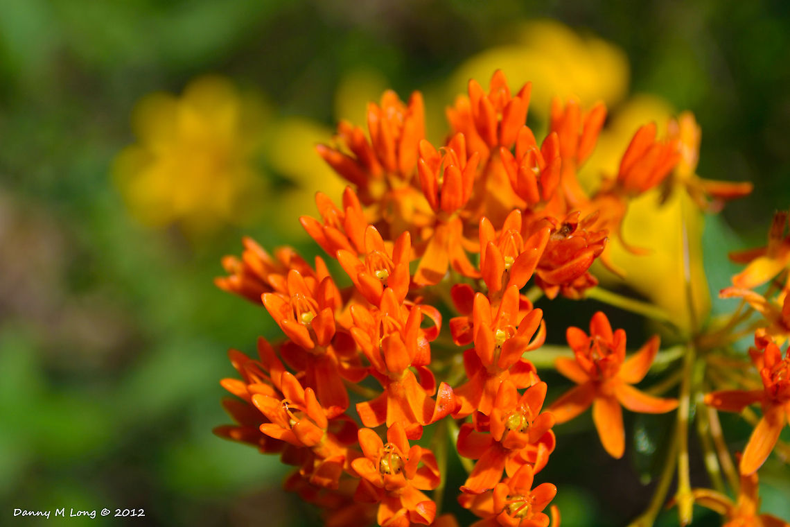 Orange Butterfly Milkweed  Asclepias tuberosa,Geotagged,United States