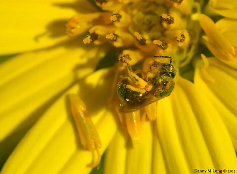 Metallic Green Bee, Agapostemon texanus  Agapostemon texanus,Geotagged,United States