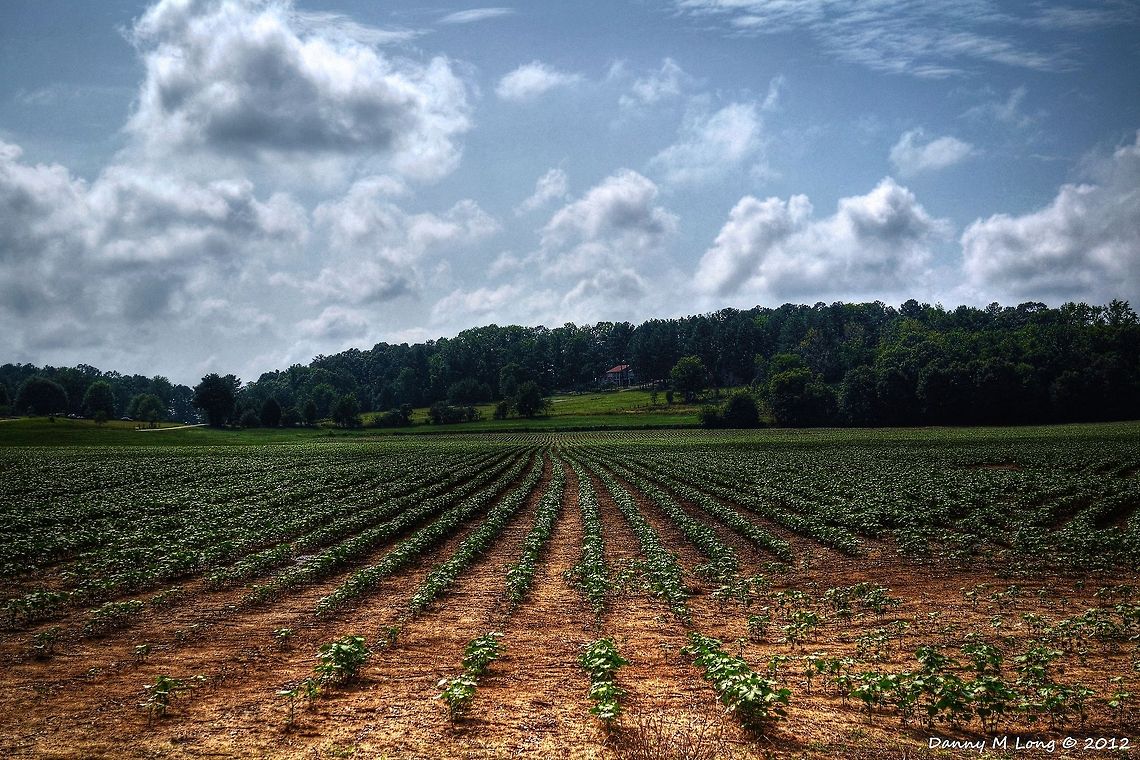 Rows and Rows  Alabama,Geotagged,Landscapes,United States,clouds,color,colorful,crops,farmland,landscape