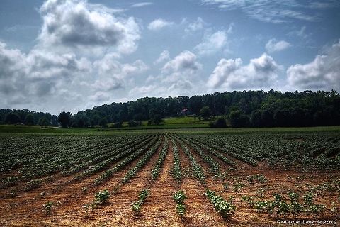 Rows and Rows  Alabama,Geotagged,Landscapes,United States,clouds,color,colorful,crops,farmland,landscape