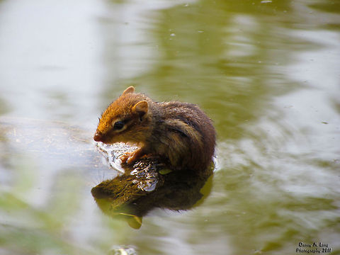 Wet Chipmunk                                 Alabama,Chipmunk,Eastern chipmunk,Geotagged,Tamias striatus,United States,fauna,nature,reflection,reflections,water,wildlife