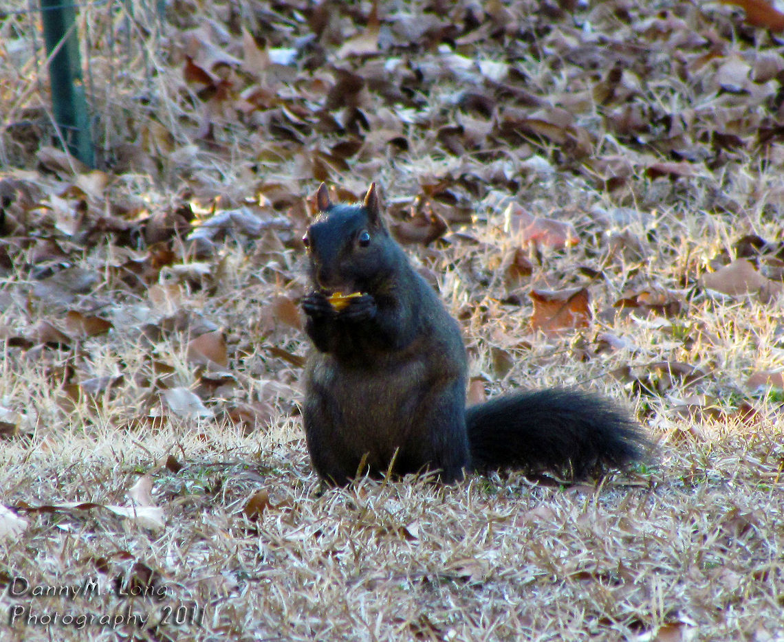 Black Squirrel The black squirrel is a melanistic subgroup of the eastern gray squirrel.                              Eastern gray squirrel,Geotagged,Sciurus carolinensis,Squirrel,United States,beautiful,black squirrel,color,colorful,fauna,nature,wildlife