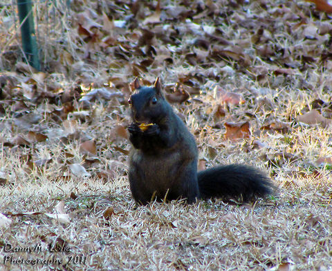 Black Squirrel The black squirrel is a melanistic subgroup of the eastern gray squirrel.                              Eastern gray squirrel,Geotagged,Sciurus carolinensis,Squirrel,United States,beautiful,black squirrel,color,colorful,fauna,nature,wildlife
