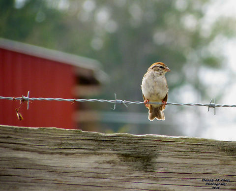 Chipping Sparrow                                 Chipping Sparrow,Geotagged,Spizella passerina,United States,beautiful,bird,color,colorful,fauna,nature,wildlife