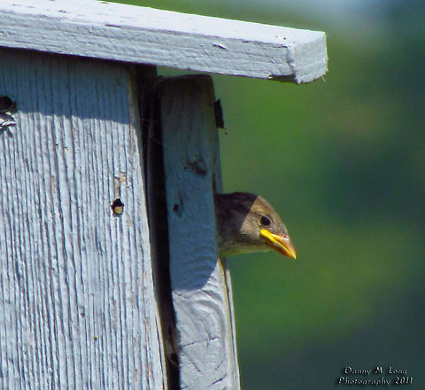 A Young House Sparrow                                 Alabama,Geotagged,House Sparrow,Passer domesticus,United States,beautiful,bird,color,colorful,fauna,nature,wildlife