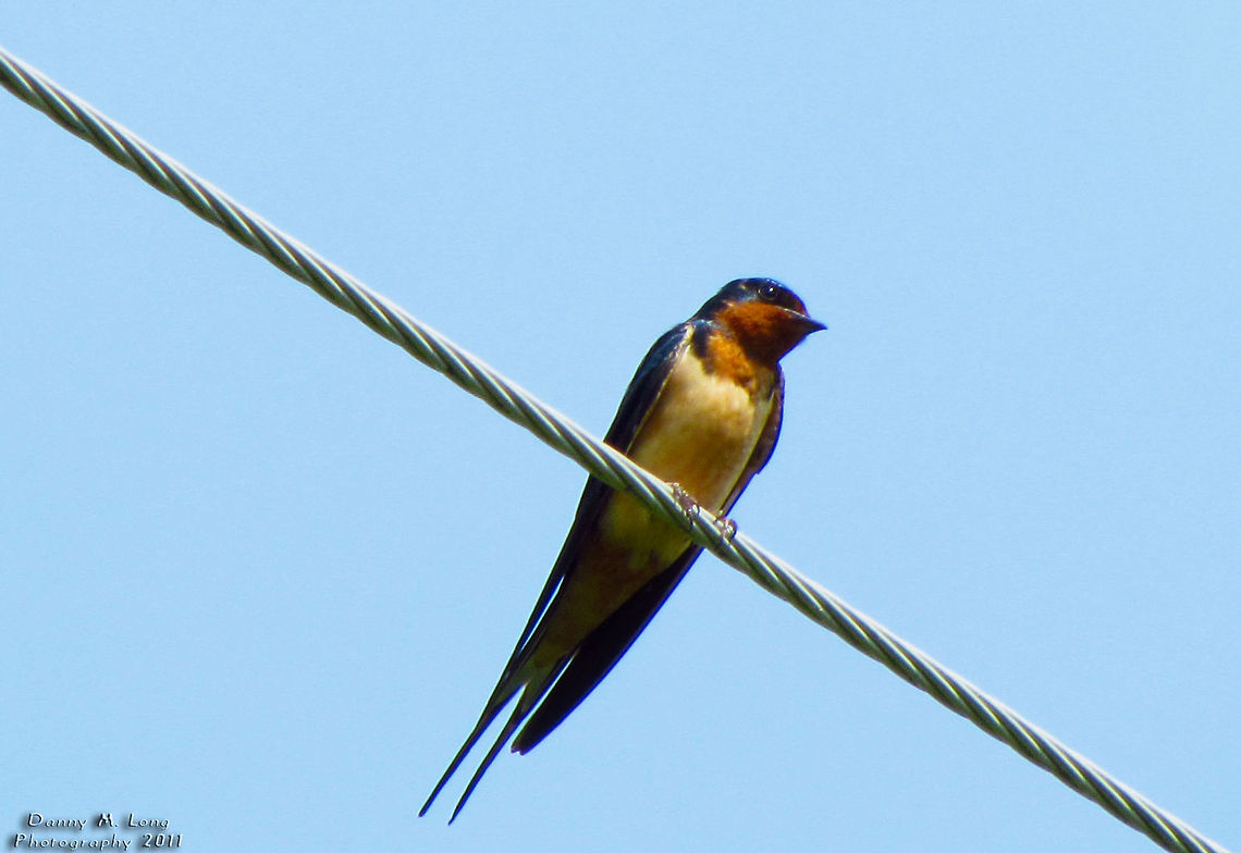 American Barn Swallow                                 Alabama,Barn Swallow,Geotagged,Hirundo rustica,United States,beautiful,bird,birds,color,colorful,fauna,nature,wildlife