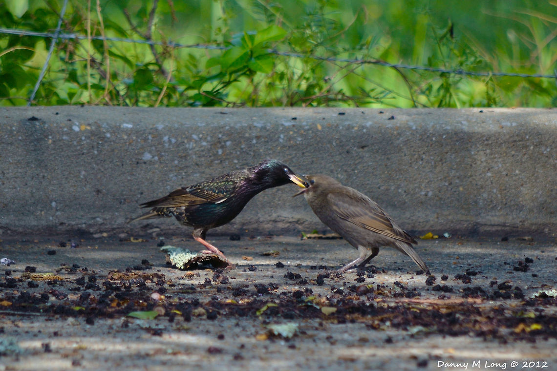 Starlings  Alabama,Common Starling,Geotagged,Sturnus vulgaris,United States,beautiful,bird,birds,color,colorful,fauna,nature,wildlife