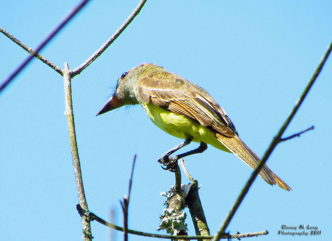 Great Crested Flycatcher                                 Alabama,Geotagged,Great Crested Flycatcher,Myiarchus crinitus,United States,beautiful,bird,birds,color,colorful,fauna,nature,wildlife
