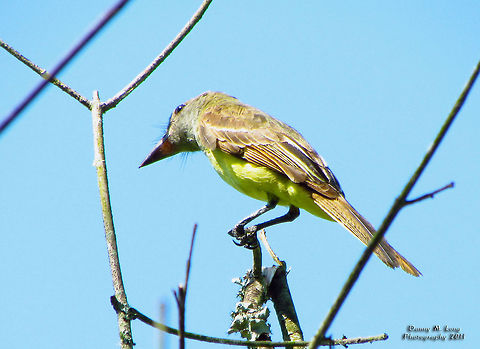 Great Crested Flycatcher                                 Alabama,Geotagged,Great Crested Flycatcher,Myiarchus crinitus,United States,beautiful,bird,birds,color,colorful,fauna,nature,wildlife