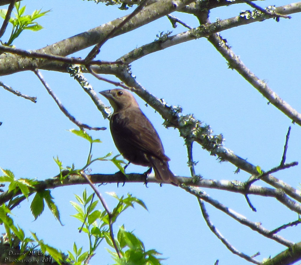 Brown-headed cowbird                                 Alabama,Brown-headed Cowbird,Geotagged,Molothrus ater,United States,beautiful,bird,birds,color,colorful,fauna,nature,wildlife