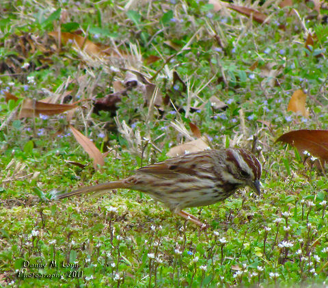 Song Sparrow                                 Alabama,Geotagged,Melospiza melodia,Song Sparrow,United States,beautiful,bird,birds,color,colorful,fauna,nature,wildlife