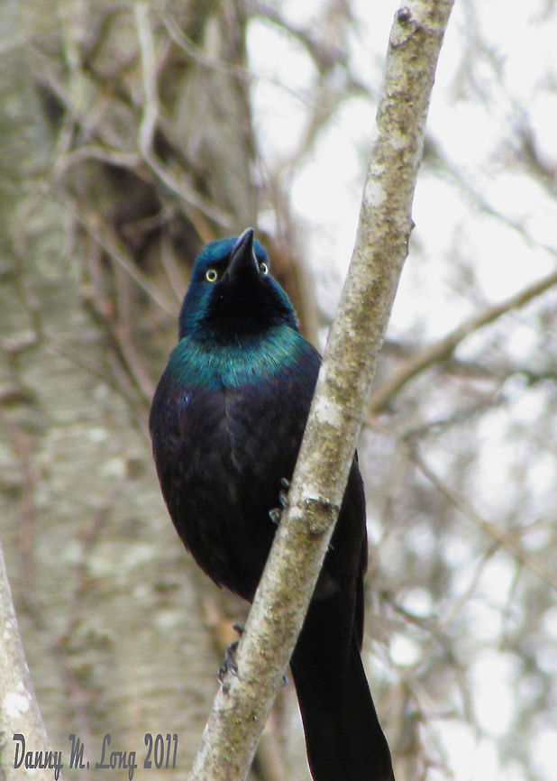 Common Grackle                                 Alabama,Common Grackle,Geotagged,Quiscalus quiscula,United States,beautiful,bird,birds,color,colorful,fauna,nature,wildlife