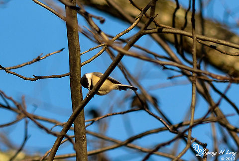 Carolina Chickadee  Alabama,Carolina Chickadee,Geotagged,Poecile carolinensis,United States,beautiful,bird,birds,color,colorful,fauna,nature,wildlife