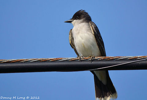 Eastern King Bird  Alabama,Eastern Kingbird,Geotagged,Tyrannus tyrannus,United States,beautiful,bird,birds,color,colorful,fauna,nature,wildlife