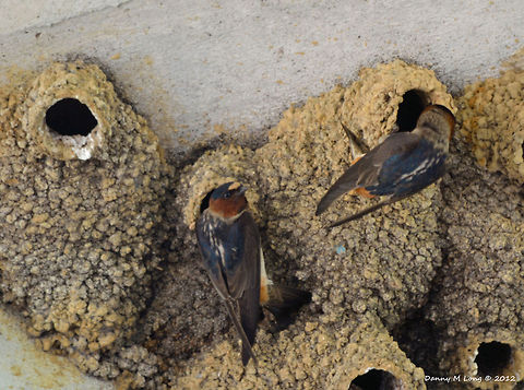 Cliff swallows  Alabama,American Cliff Swallow,Geotagged,Petrochelidon pyrrhonota,United States,beautiful,bird,birds,color,colorful,fauna,nature,wildlife