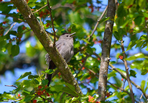 Gray Catbird  Alabama,Dumetella carolinensis,Geotagged,Gray Catbird,United States,beautiful,bird,birds,color,colorful,fauna,nature,wildlife