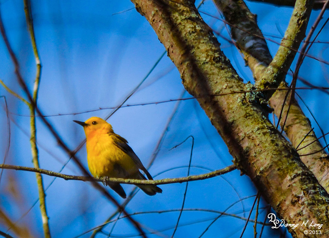 Prothonotary Warbler  Alabama,Geotagged,Prothonotary Warbler,Protonotaria citrea,United States,beautiful,bird,birds,color,colorful,fauna,nature,wildlife,yellow