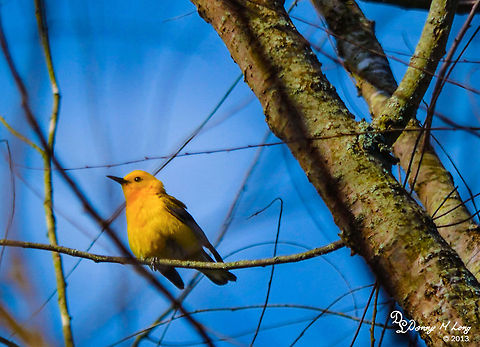 Prothonotary Warbler  Alabama,Geotagged,Prothonotary Warbler,Protonotaria citrea,United States,beautiful,bird,birds,color,colorful,fauna,nature,wildlife,yellow