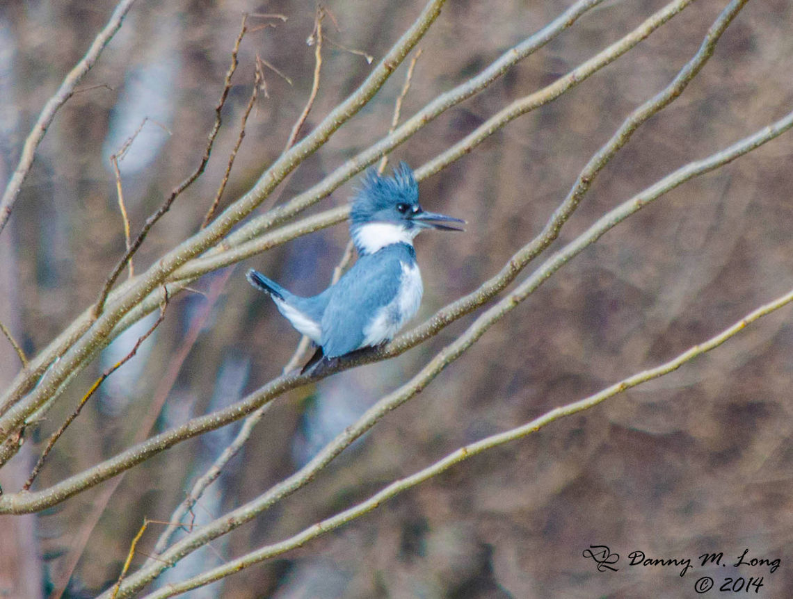 Belted Kingfisher  Alabama,Belted Kingfisher,Geotagged,Megaceryle alcyon,United States,beautiful,bird,birds,color,colorful,fauna,nature,wildlife