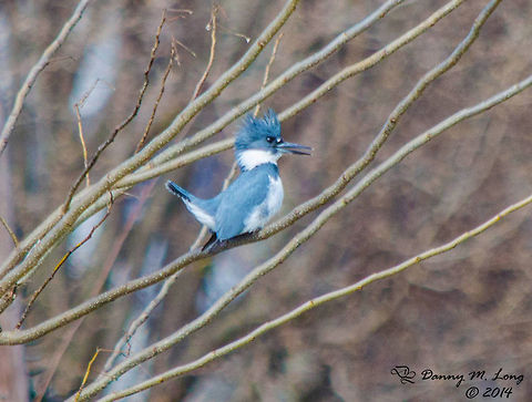 Belted Kingfisher  Alabama,Belted Kingfisher,Geotagged,Megaceryle alcyon,United States,beautiful,bird,birds,color,colorful,fauna,nature,wildlife