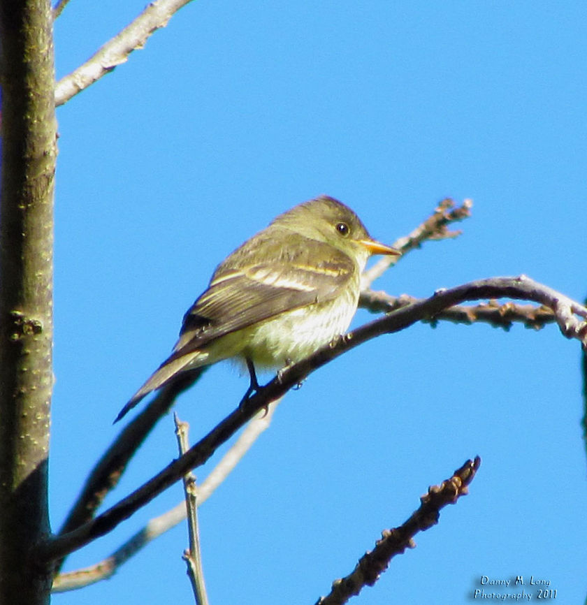 Eastern Wood-Pewee                                 Alabama,Contopus virens,Eastern Wood Pewee,Geotagged,United States,beautiful,bird,birds,color,colorful,fauna,nature,wildlife