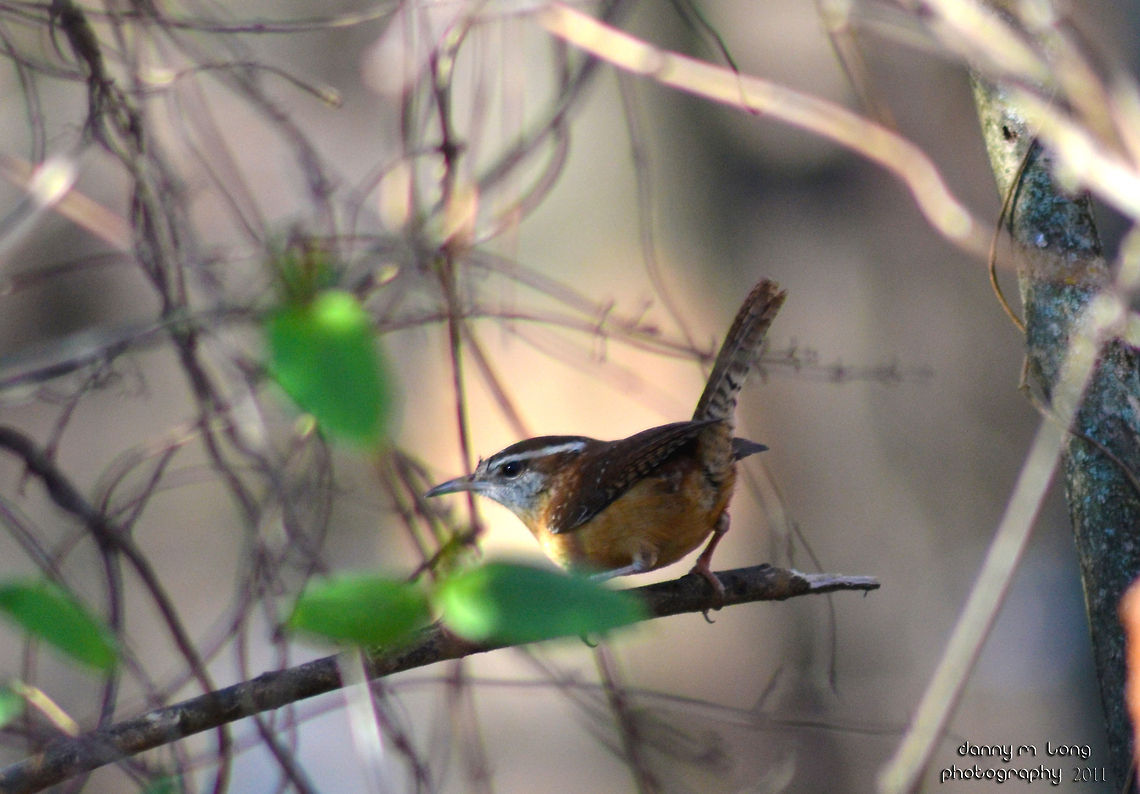 Carolina wren  Alabama,Carolina Wren,Geotagged,Thryothorus ludovicianus,United States,beautiful,bird,birds,color,colorful,fauna,nature,wildlife