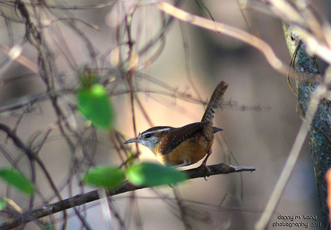 Carolina wren  Alabama,Carolina Wren,Geotagged,Thryothorus ludovicianus,United States,beautiful,bird,birds,color,colorful,fauna,nature,wildlife