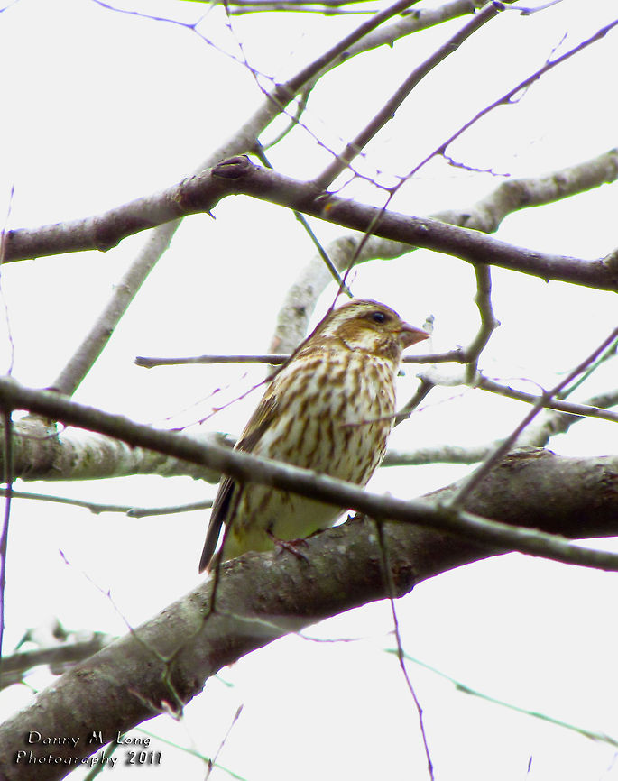 Purple Finch                                 Alabama,Geotagged,Haemorhous purpureus,Purple Finch,United States,beautiful,bird,birds,color,colorful,fauna,nature,wildlife
