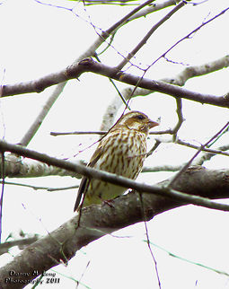 Purple Finch Alabama,Geotagged,Haemorhous purpureus,Purple Finch,United States,beautiful,bird,birds,color,colorful,fauna,nature,wildlife