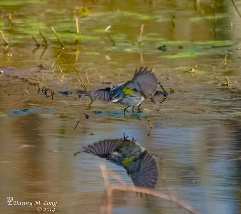 White-throated Sparrow  Alabama,Geotagged,Setophaga coronata,United States,White-throated Sparrow,Yellow-rumped warbler,Zonotrichia albicollis,beautiful,bird,birds,color,colorful,fauna,nature,wildlife