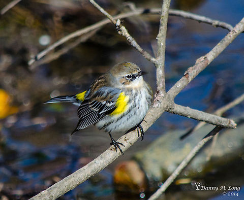 White-throated Sparrow  Alabama,Setophaga coronata,White-throated Sparrow,Yellow-rumped warbler,Zonotrichia albicollis,beautiful,bird,birds,color,colorful,fauna,nature,wildlife