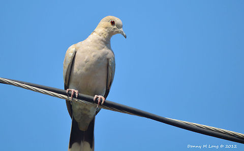 Eurasian Collard-Dove  Alabama,Geotagged,United States,beautiful,bird,birds,color,colorful,fauna,nature,wildlife