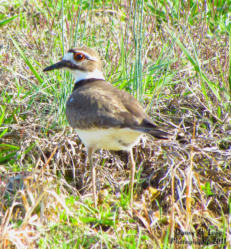 Killdeer                                 Alabama,Charadrius vociferus,Geotagged,Killdeer,United States,beautiful,bird,birds,color,colorful,fauna,nature,wildlife