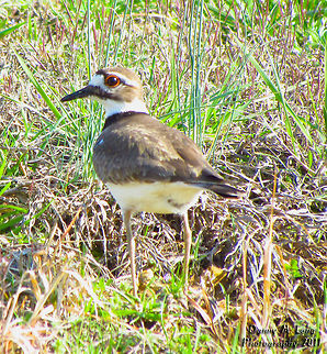 Killdeer                                 Alabama,Charadrius vociferus,Geotagged,Killdeer,United States,beautiful,bird,birds,color,colorful,fauna,nature,wildlife