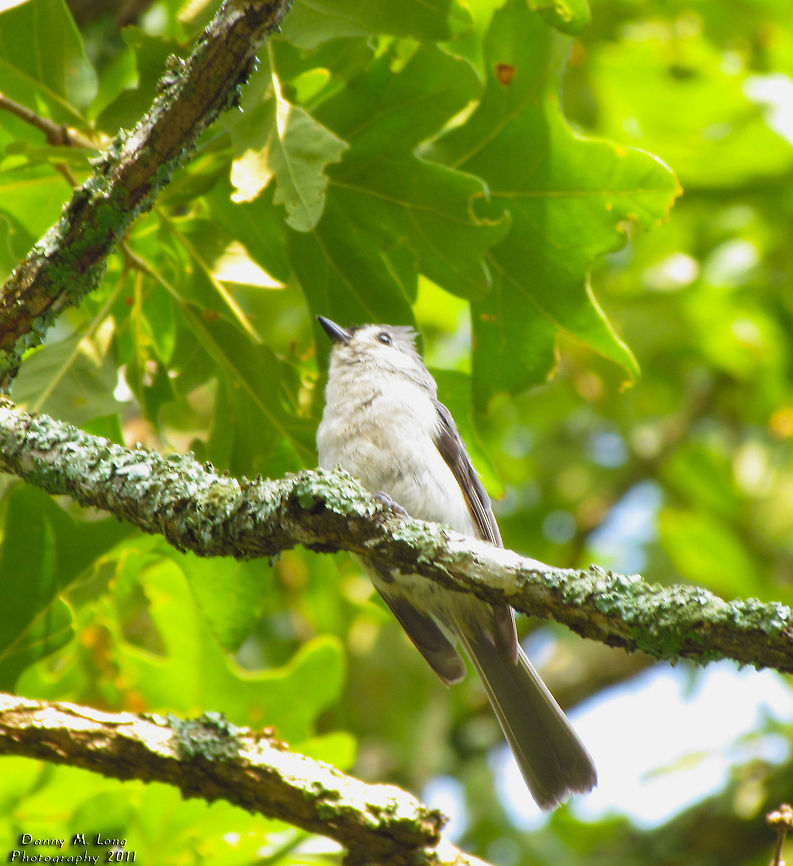 Tufted Titmouse                                 Alabama,Baeolophus bicolor,Geotagged,Tufted Titmouse,United States,beautiful,bird,birds,color,colorful,fauna,nature,wildlife