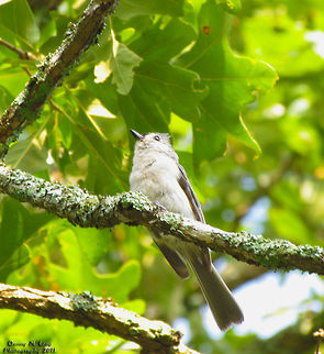 Tufted Titmouse                                 Alabama,Baeolophus bicolor,Geotagged,Tufted Titmouse,United States,beautiful,bird,birds,color,colorful,fauna,nature,wildlife