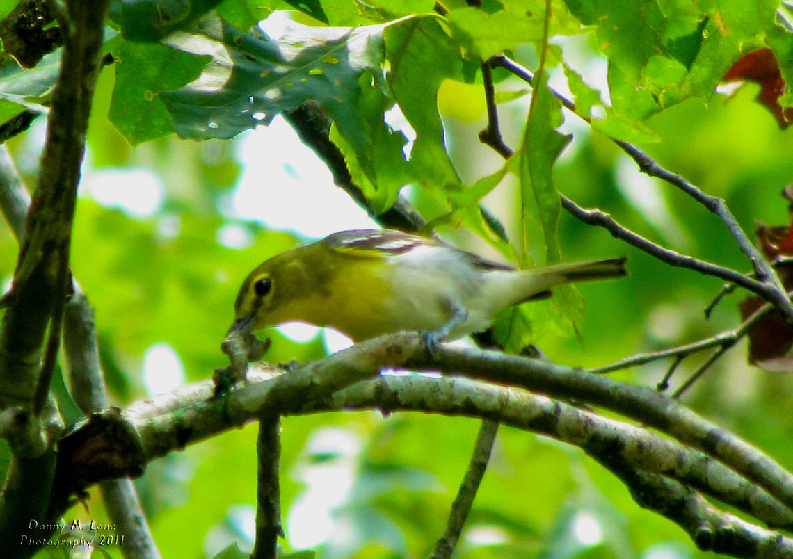 Yellow -Throated Vireo                                 Alabama,Geotagged,United States,Vireo flavifrons,Yellow-throated Vireo,beautiful,bird,birds,color,colorful,fauna,nature,wildlife