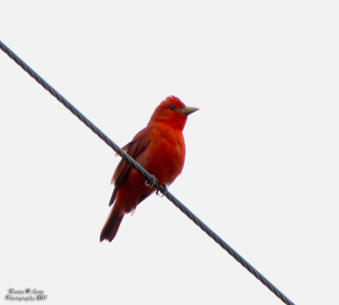 Summer Tanager                                 Alabama,Geotagged,Piranga rubra,Summer Tanager,United States,beautiful,bird,birds,color,colorful,fauna,nature,wildlife