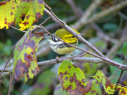 Black-throated Green Warbler                           Alabama,Black-throated Green Warbler,Geotagged,Setophaga virens,United States,beautiful,bird,birds,color,colorful,fauna,nature,wildlife