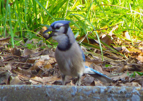 Blue Jay                                 Alabama,Blue Jay,Cyanocitta cristata,Geotagged,United States,beautiful,bird,birds,color,colorful,fauna,nature,wildlife