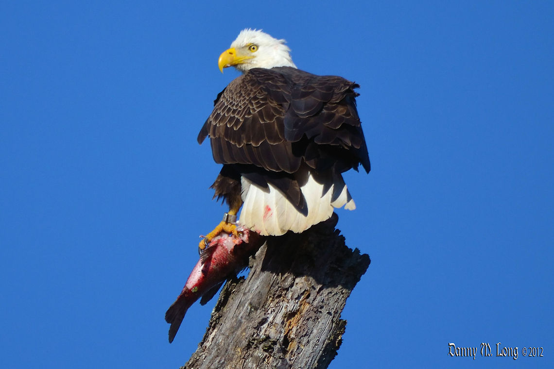 Male Bald Eagle  Alabama,Bald Eagle,Geotagged,Haliaeetus leucocephalus,United States,beautiful,bird,birds,birds of prey,color,colorful,fauna,nature,wildlife
