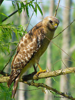 Red Shouldered Hawk                                 Alabama,Buteo lineatus,Geotagged,Red-shouldered Hawk,United States,beautiful,bird,birds,birds of prey,color,colorful,fauna,hawk,nature,wildlife