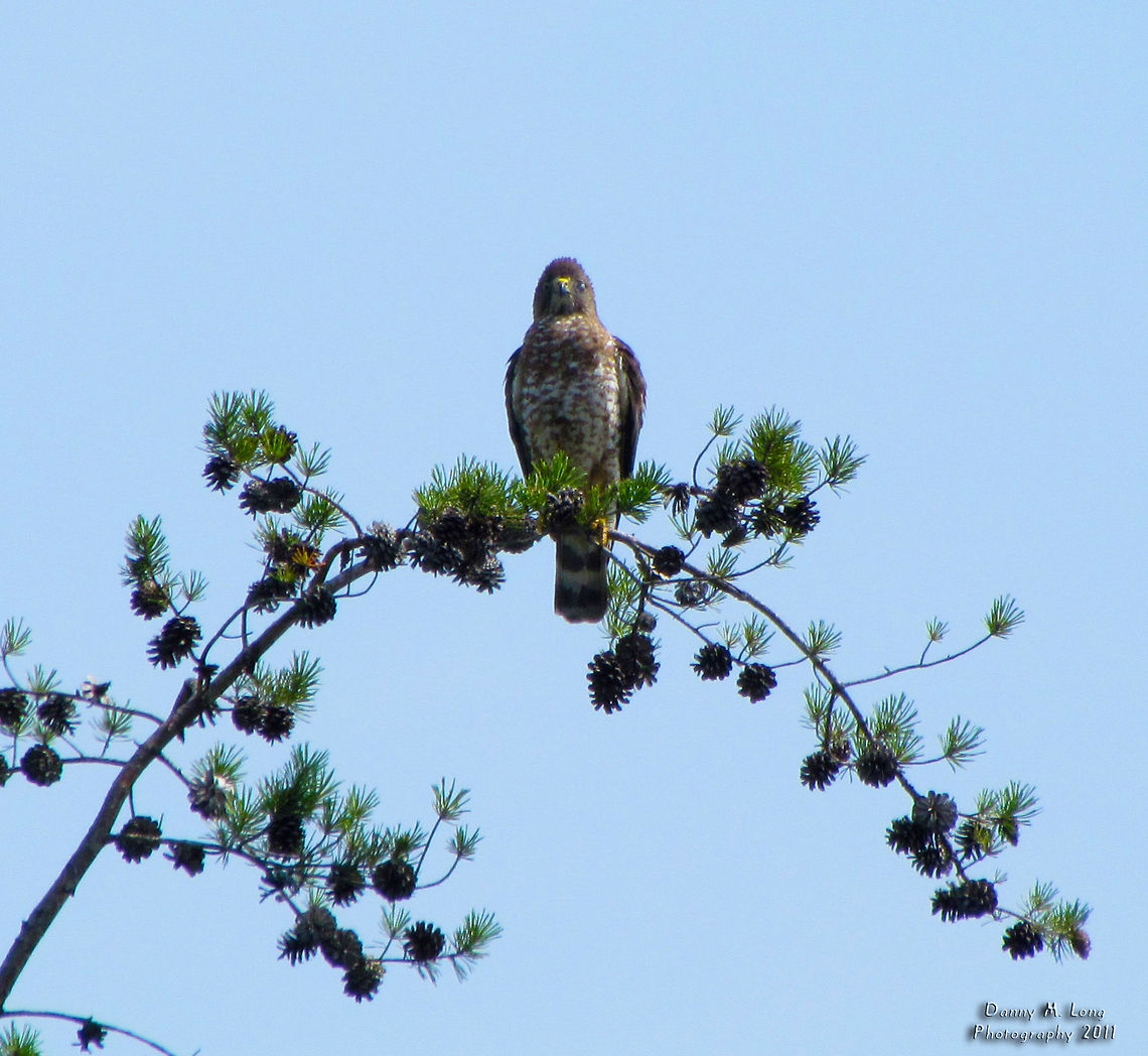 Broad-winged Hawk                                 Alabama,Broad-winged Hawk,Buteo platypterus,Geotagged,United States,beautiful,bird,birds,birds of prey,color,colorful,fauna,nature,wildlife