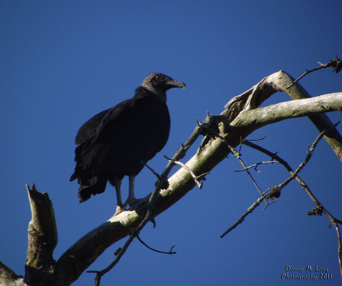 Black Vulture  Alabama,Black Vulture,Coragyps atratus,Geotagged,United States,beautiful,bird,birds,birds of prey,color,colorful,fauna,nature,wildlife