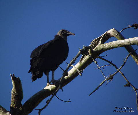 Black Vulture  Alabama,Black Vulture,Coragyps atratus,Geotagged,United States,beautiful,bird,birds,birds of prey,color,colorful,fauna,nature,wildlife