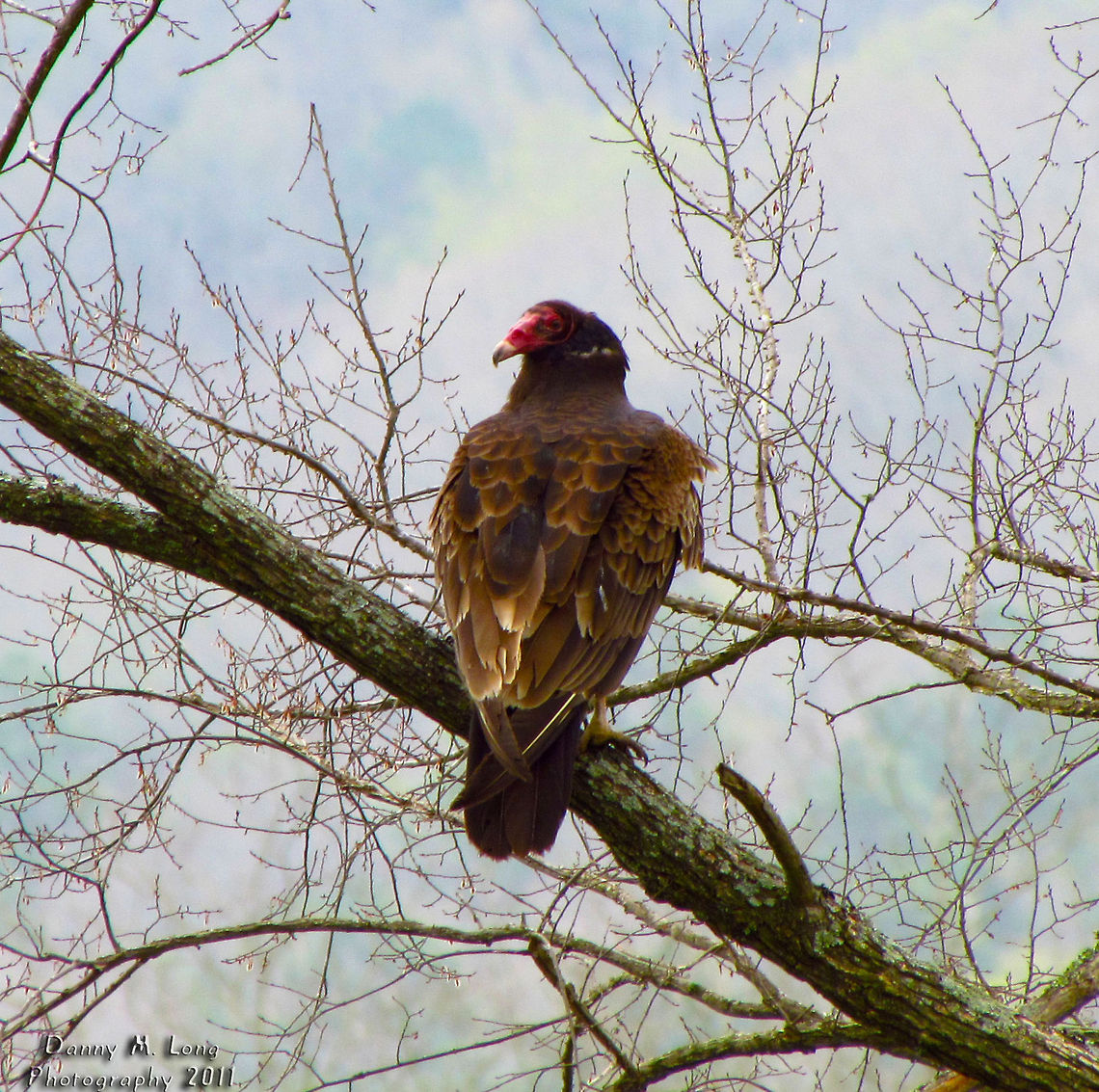 Turkey Vulture                                 Alabama,Cathartes aura,Geotagged,Turkey Vulture,United States,beautiful,bird,birds,birds of prey,color,colorful,fauna,nature,wildlife