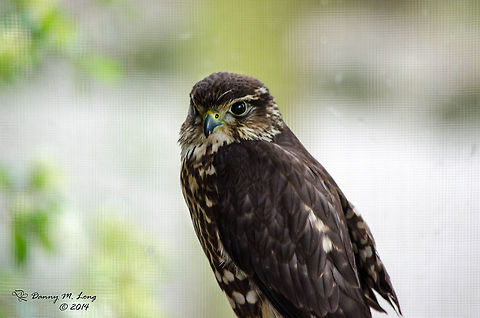 Merlin Falcon  Alabama,Falco columbarius,Geotagged,Merlin,United States,beautiful,bird,birds,birds of prey,color,colorful,fauna,nature,wildlife