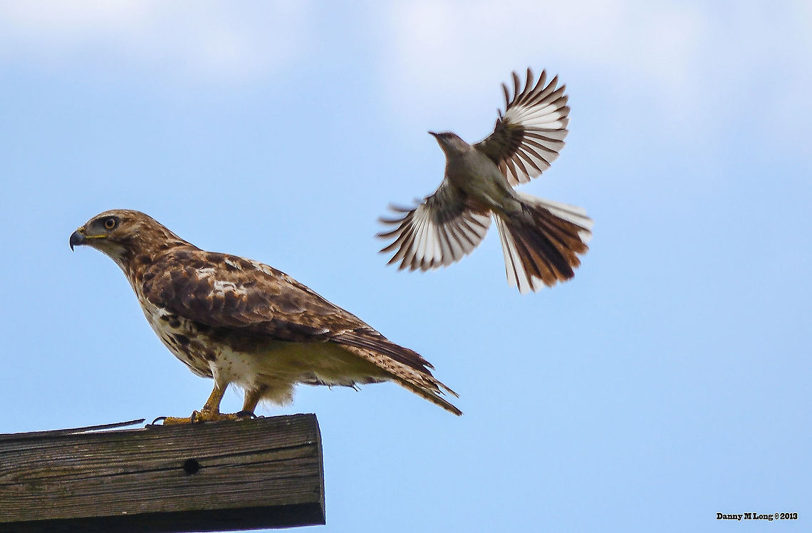 A juvenile red-tailed hawk  Alabama,Buteo jamaicensis,Geotagged,Mimus polyglottos,Northern Mockingbird,Red-tailed Hawk,United States,beautiful,bird,birds,birds of prey,color,colorful,fauna,nature,wildlife