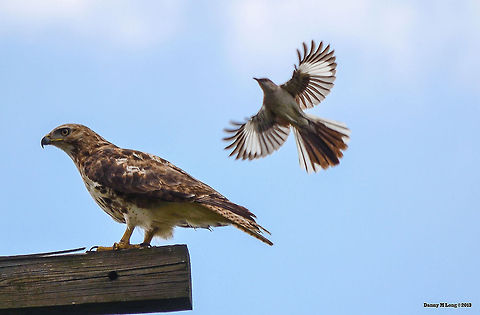 A juvenile red-tailed hawk  Alabama,Buteo jamaicensis,Geotagged,Mimus polyglottos,Northern Mockingbird,Red-tailed Hawk,United States,beautiful,bird,birds,birds of prey,color,colorful,fauna,nature,wildlife